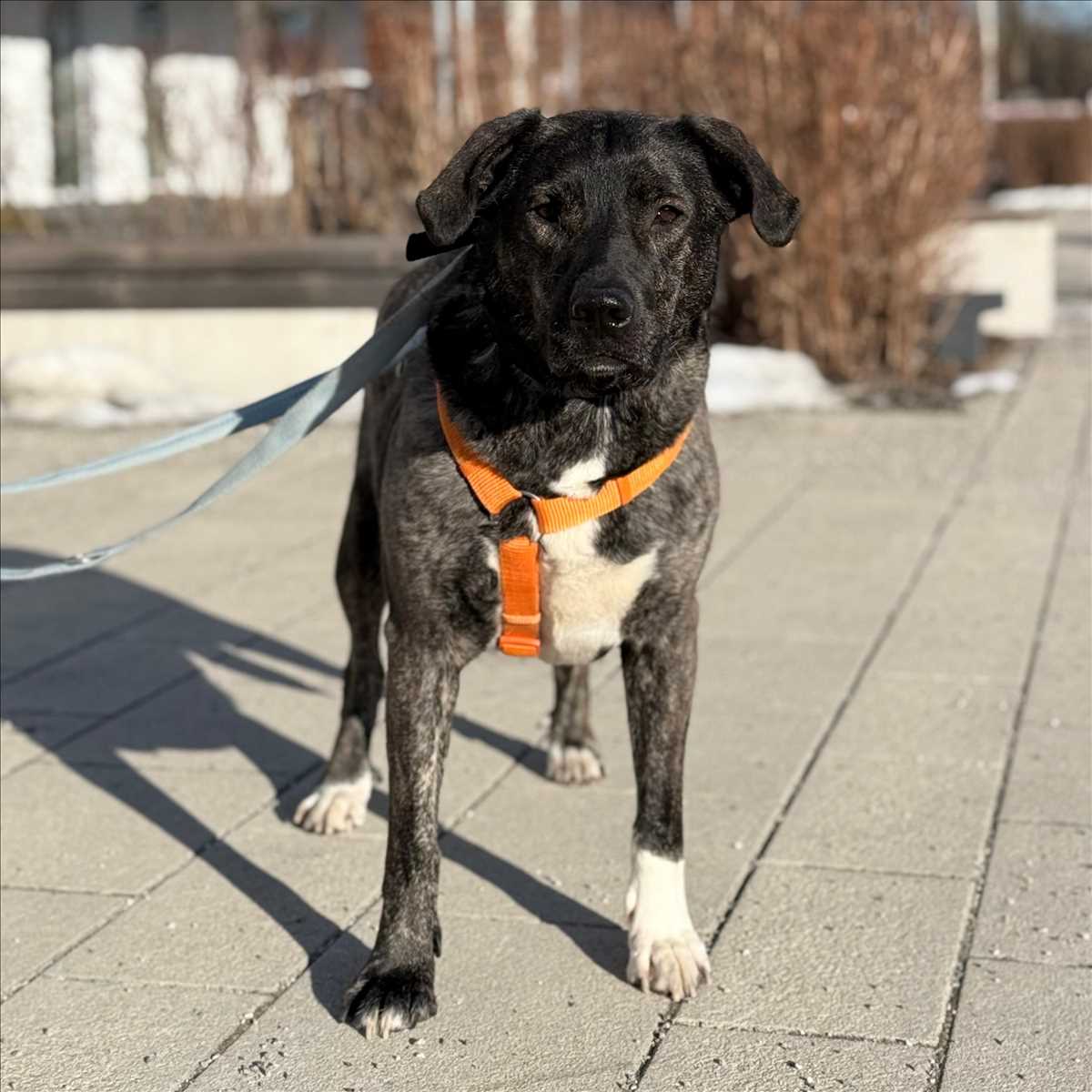 LARISSA – Mix, weiblich, 2 Jahre, 7 Monate, 81829 München – zur Adoption