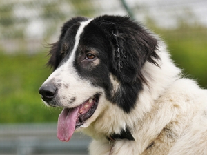 Mara – Hund, weiblich, 1 Jahr, 2 Monate, 90537 Feucht – zur Adoption