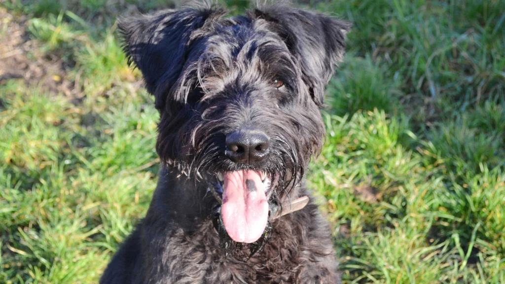Hank – Riesenschnauzer, männlich, 3 Jahre, 7 Monate, 13057 Berlin – zur Adoption