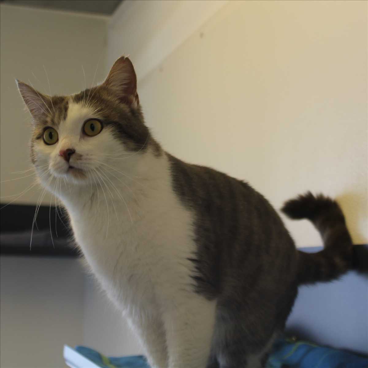 STALLI – Europäisch Kurzhaar, männlich, 2 Jahre, 81829 München – zur Adoption