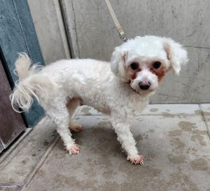 Mimi – Maltester, weiblich, 1 Jahr, 70195 Stuttgart-Botnang – zur Adoption