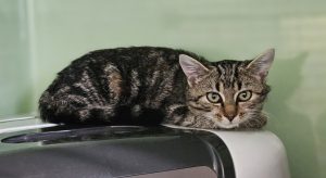 Francesca – Europäisch Kurzhaar, weiblich, 3 Monate, 97525 Schwebheim – zur Adoption