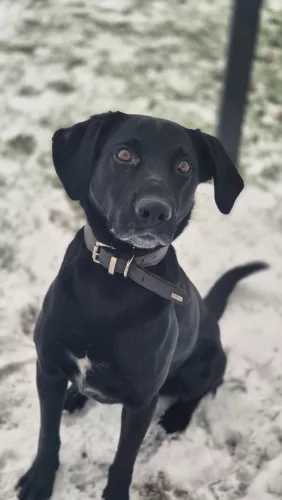 Merlin – Labrador-Münsterländer Mischling, männlich, 3 Jahre, 26389 Wilhelmshaven – zur Adoption