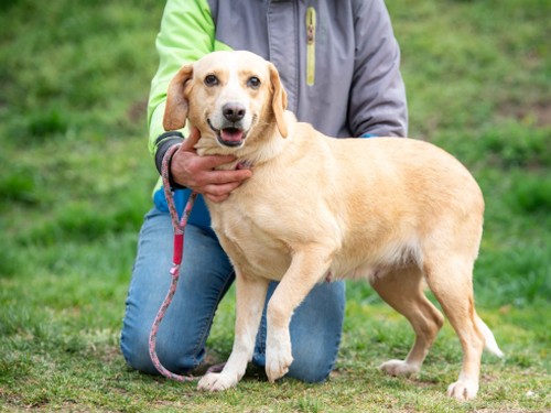 Maszat – Hund, männlich, 32758 Detmold – zur Adoption