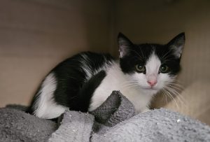 John – Europäisch Kurzhaar, männlich, 2 Monate, 97525 Schwebheim – zur Adoption