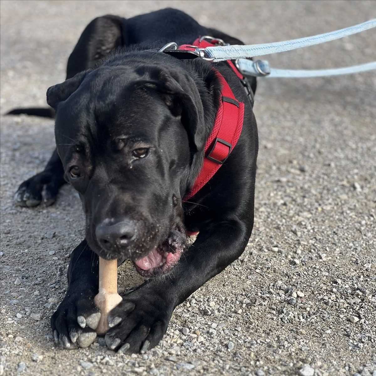 JAX – Cane Corso, Mix, männlich, 1 Jahr, 81829 München – zur Adoption