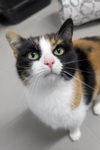 Belinda – EKH, weiblich, 26389 Wilhelmshaven – zur Adoption