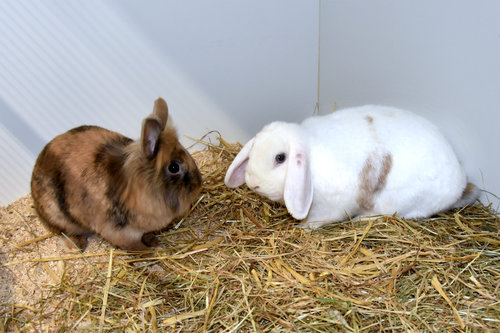 JonBoy – Widdermix-Zwergkaninchen, männlich, 90537 Feucht – zur Adoption