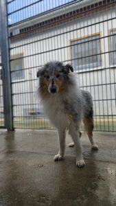Hanna – Collie, weiblich, 97525 Schwebheim – zur Adoption