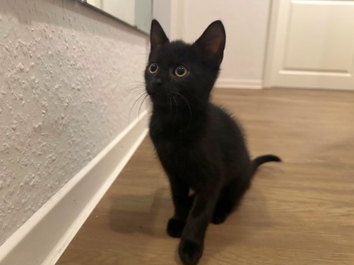 Monte – Katze, männlich, 9 Monate, 32758 Detmold – zur Adoption