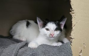 Bailey – Europäisch Kurzhaar, weiblich, 2 Monate, 97525 Schwebheim – zur Adoption