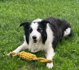 Slyko – Border Collie, männlich, 9 Jahre, 4 Monate, 97525 Schwebheim – zur Adoption
