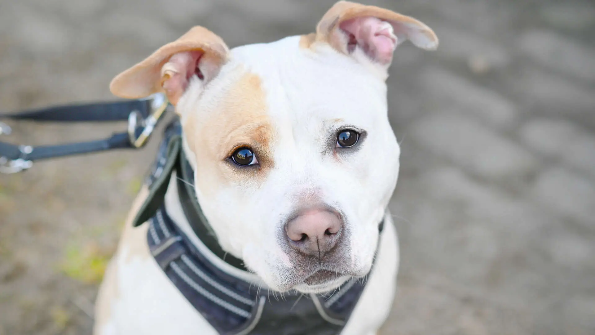 Lilo – Staffordshire Terrier Mix, weiblich, 2 Monate, 13057 Berlin – zur Adoption