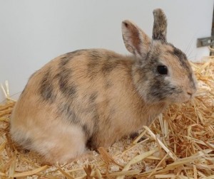 Romeo – Kaninchen, männlich, 70195 Stuttgart-Botnang – zur Adoption