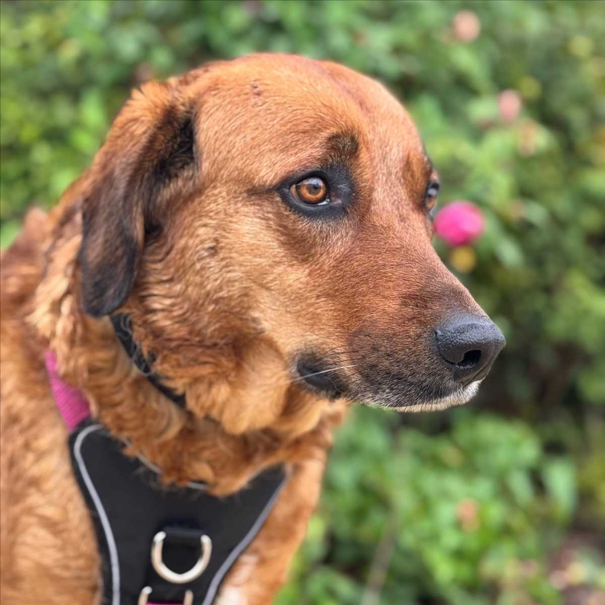 LOLA – Mix, weiblich, 5 Jahre, 81829 München – zur Adoption