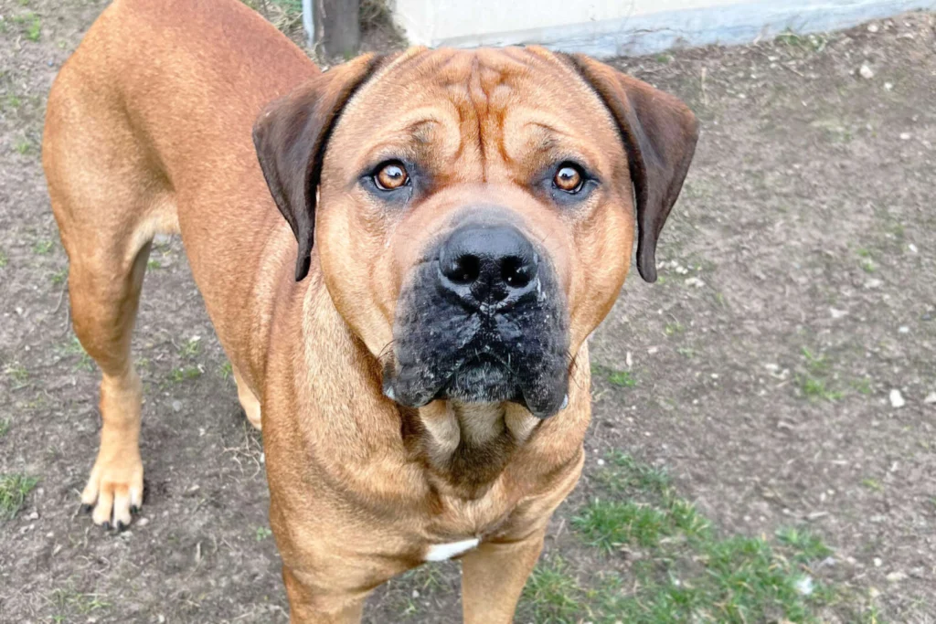 Brommel