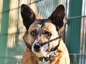 Pelia – Hund, weiblich, 4 Jahre, 5 Monate, 90537 Feucht – zur Adoption