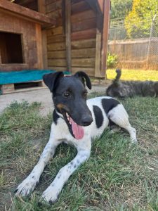 Willy – Fox Terrier, männlich, 97525 Schwebheim – zur Adoption