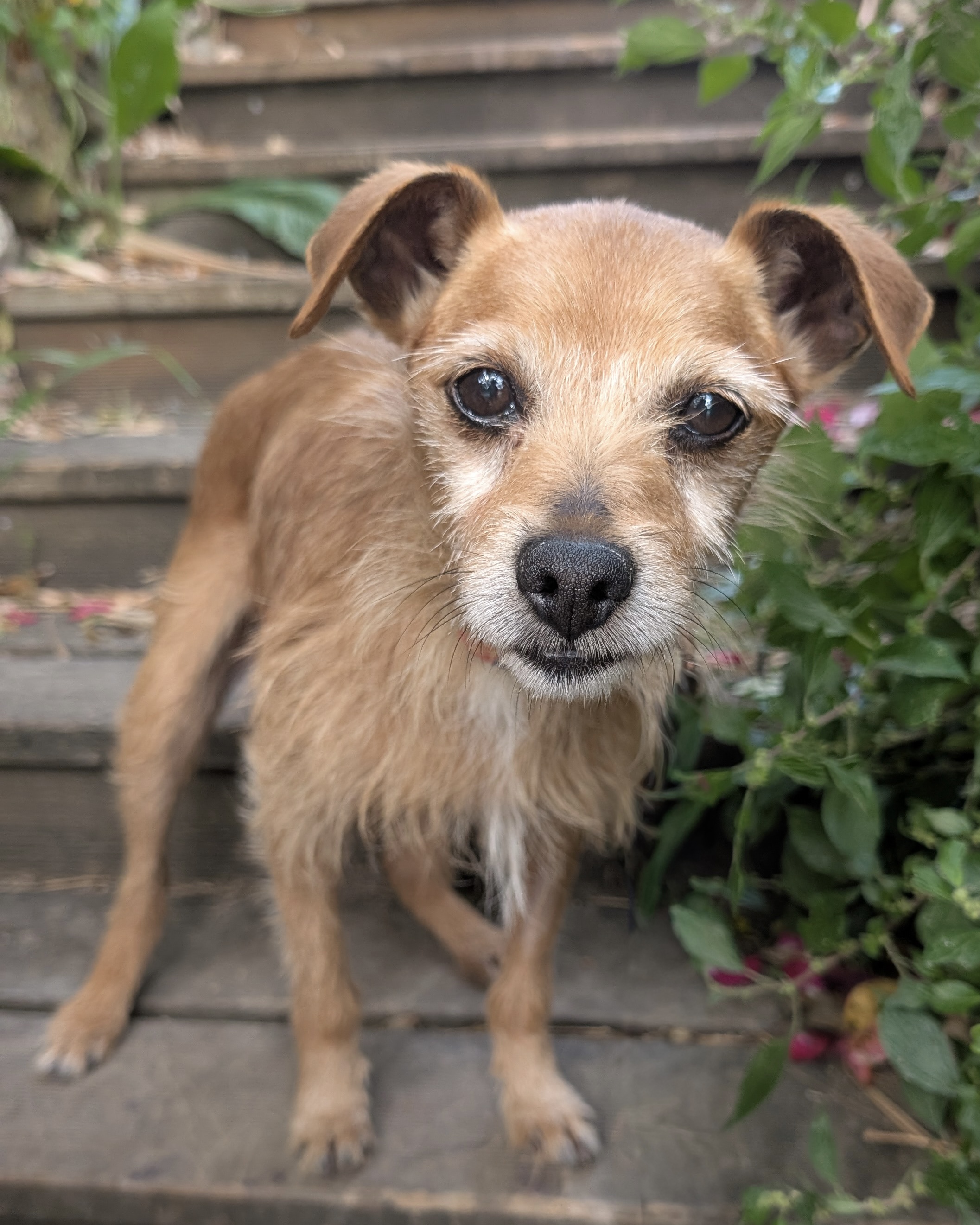 Jonas – Podengo Português Mischling, männlich, 8 Jahre, P – zur Adoption