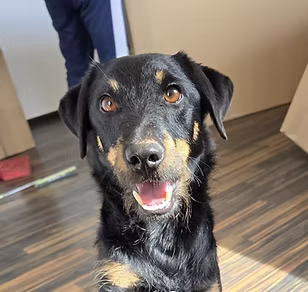 Aktiv für Hunde in Not e.V.