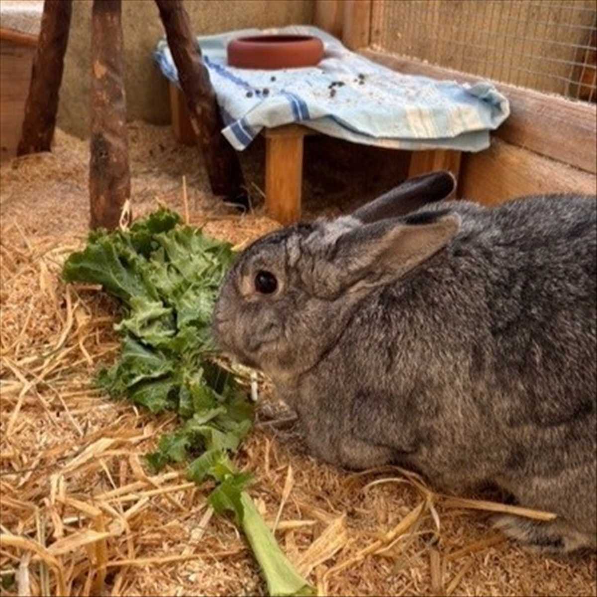 Sissy – Kaninchen, weiblich, 2 Jahre, 81829 München – zur Adoption