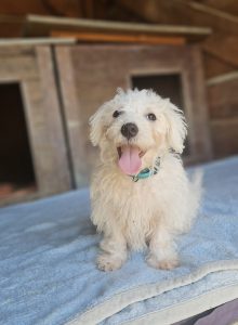 Zeus – Malteser, männlich, 97525 Schwebheim – zur Adoption