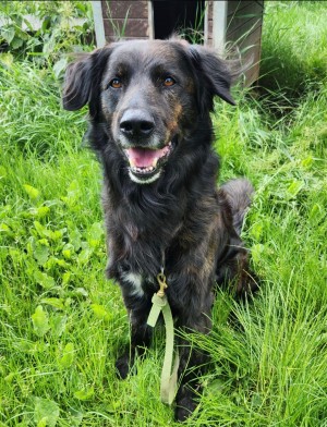 Axo – SH-Labbi-Mix, männlich, 8 Jahre, 3 Monate, 70195 Stuttgart-Botnang – zur Adoption