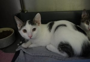 Cake – Europäisch Kurzhaar, männlich, 97525 Schwebheim – zur Adoption
