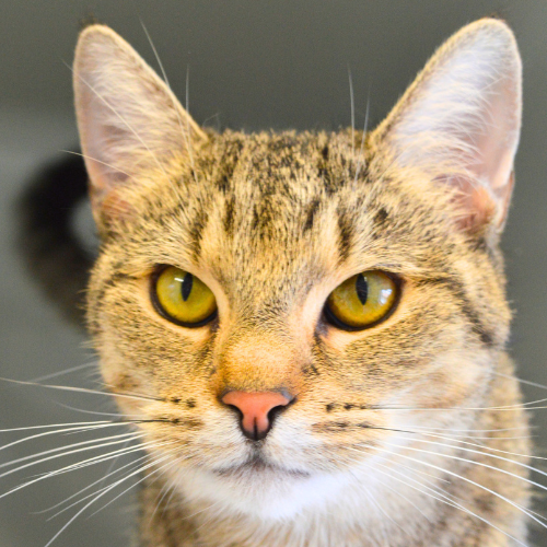 Pandora – Katze, weiblich, 11 Monate, 28357 Bremen – zur Adoption