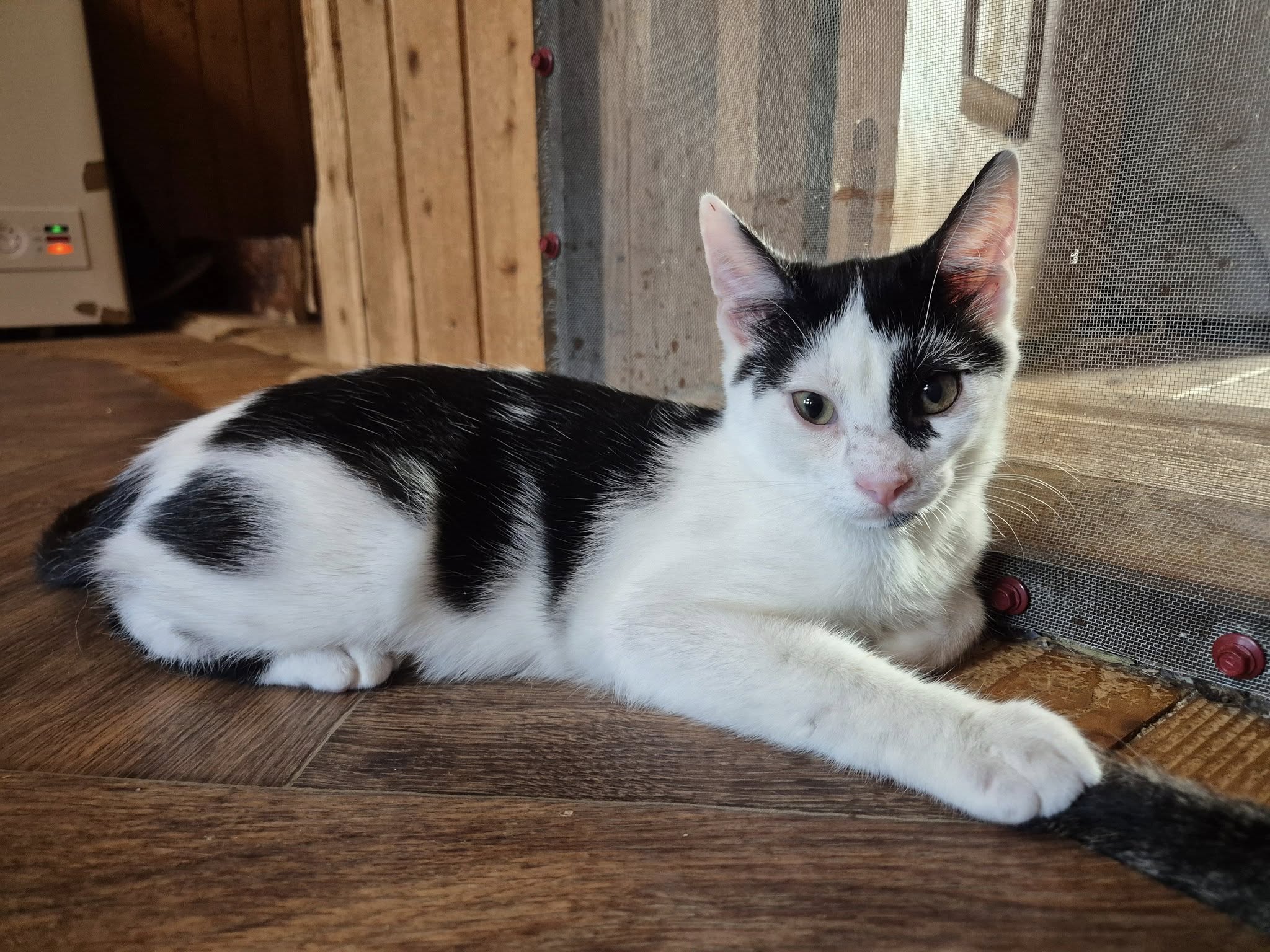 Haku – EKH, männlich, 50823 Köln – zur Adoption