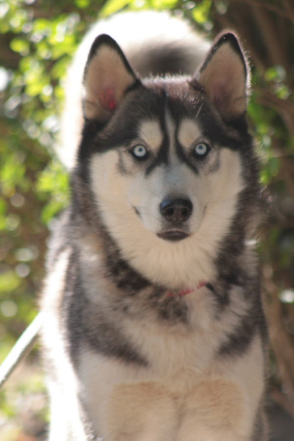 bonnie – Hund, weiblich, 4 Jahre, Ungarn – zur Adoption