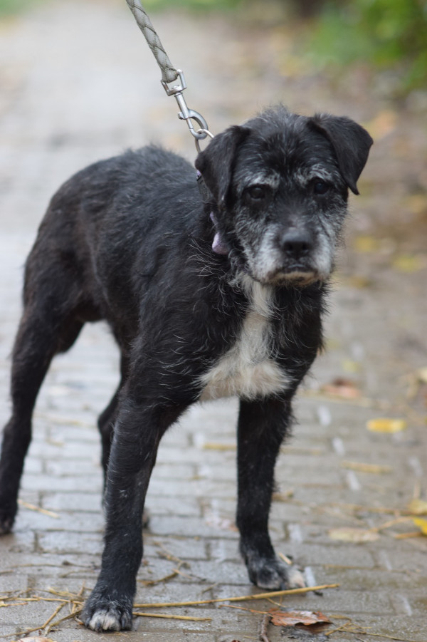 Opa Kalmann – Hund, männlich, 13 Jahre, Ungarn – zur Adoption