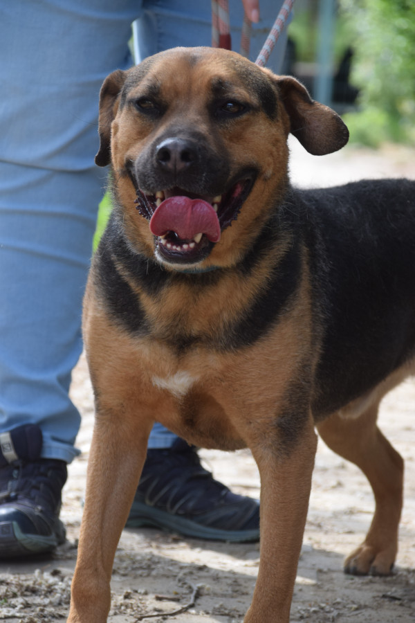 persil – Hund, männlich, 4 Jahre, Ungarn – zur Adoption