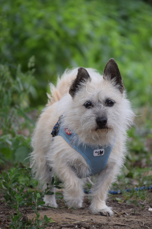 mayla – Hund, weiblich, 10 Jahre, Ungarn – zur Adoption