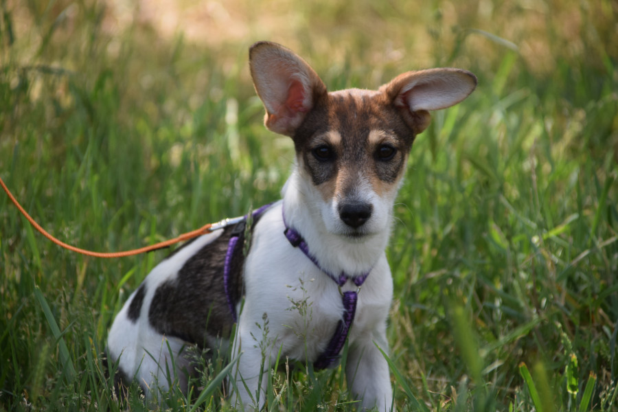 vonny – Hund, weiblich, 6 Monate, Lohmar – zur Adoption