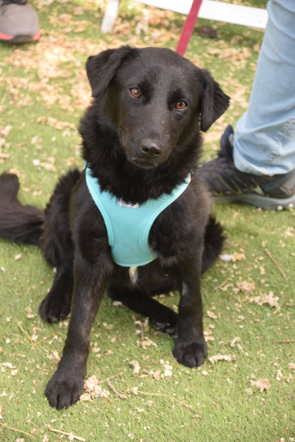 soja – Hund, weiblich, 1 Jahr, Ungarn – zur Adoption