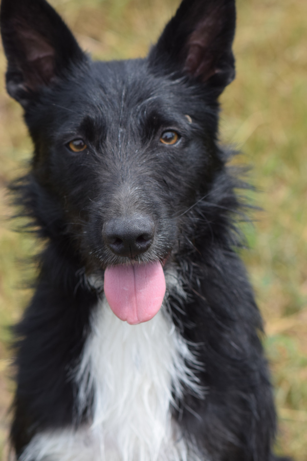 magnus – Hund, männlich, 2 Jahre, Ungarn – zur Adoption