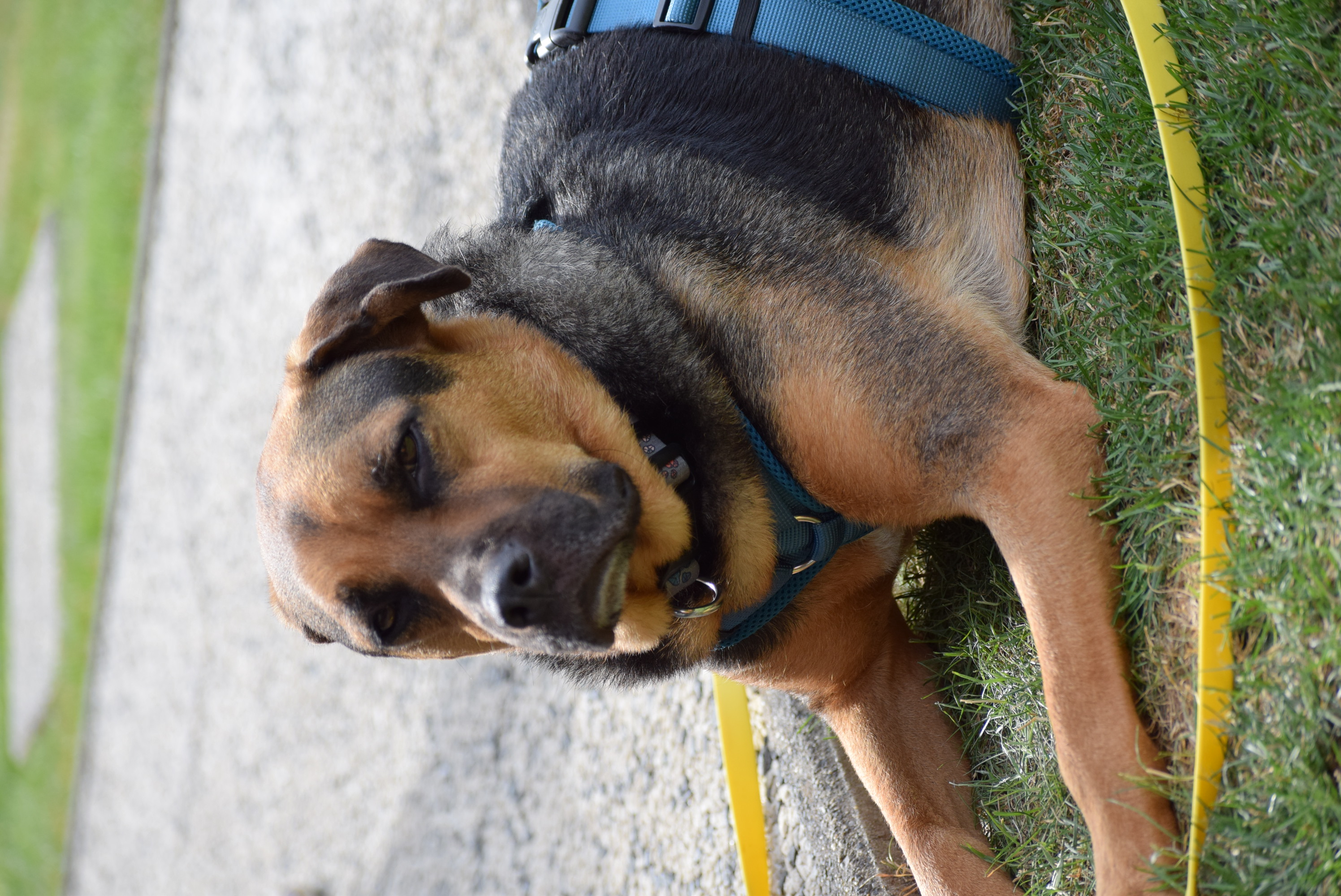persil – Hund, männlich, 4 Jahre, Marl – zur Adoption