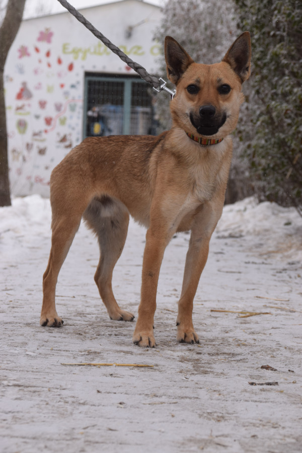 Kimo