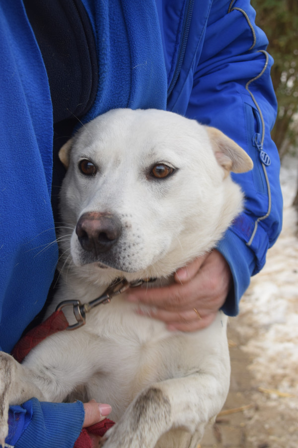 Dustin – Hund, männlich, 1 Jahr, 11 Monate, Ungarn – zur Adoption