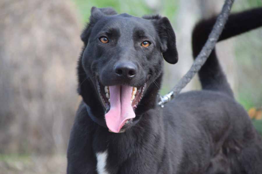 Lacy – Hund, männlich, 3 Jahre, 3 Monate, Ungarn – zur Adoption
