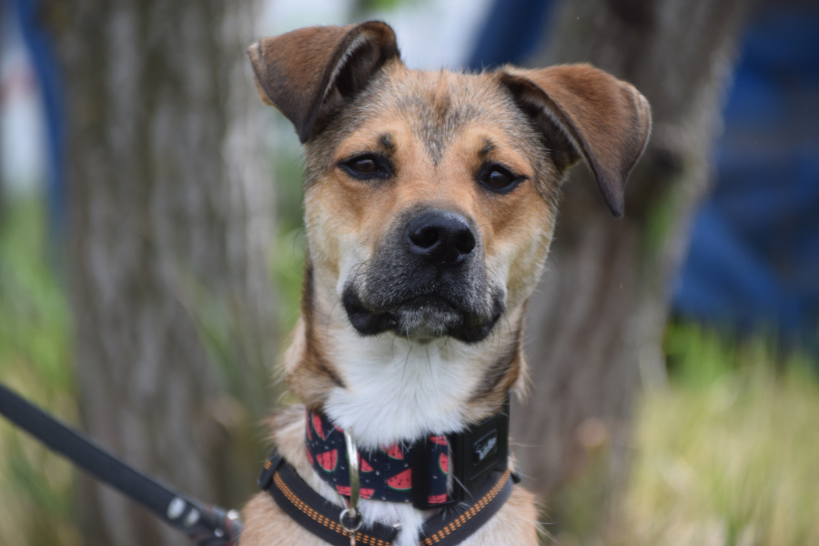 Wenko – Hund, männlich, 1 Jahr, 7 Monate, Ungarn – zur Adoption