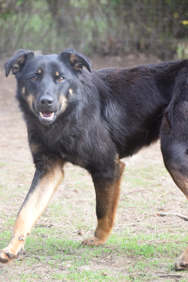 Clyde – Hund, weiblich, 3 Jahre, 2 Monate, Ungarn – zur Adoption