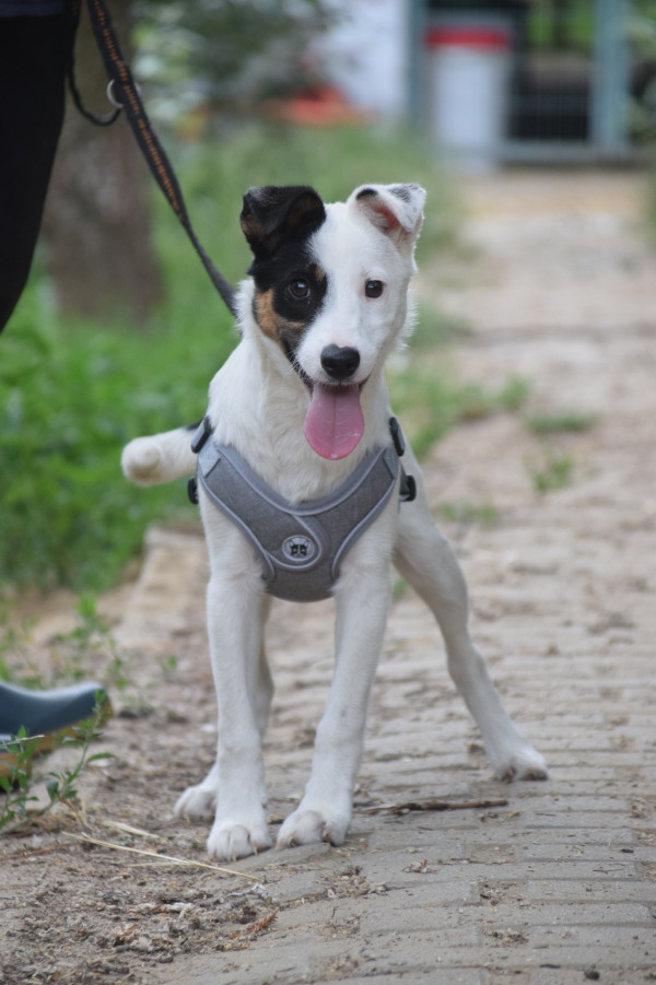 Galina – Hund, weiblich, 5 Monate, Ungarn – zur Adoption