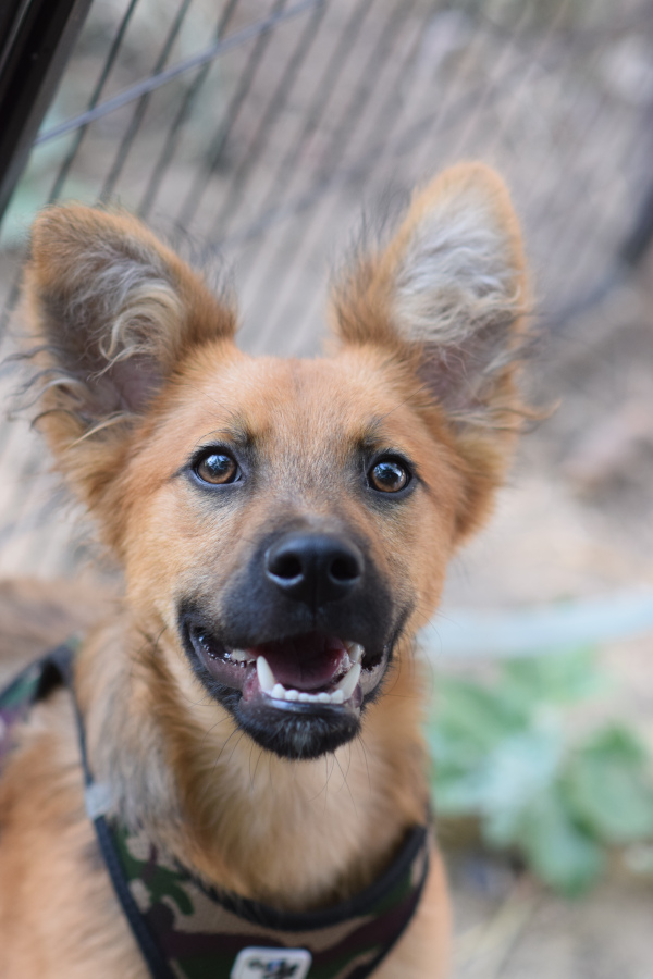 Anton – Hund, männlich, 6 Monate, Ungarn – zur Adoption
