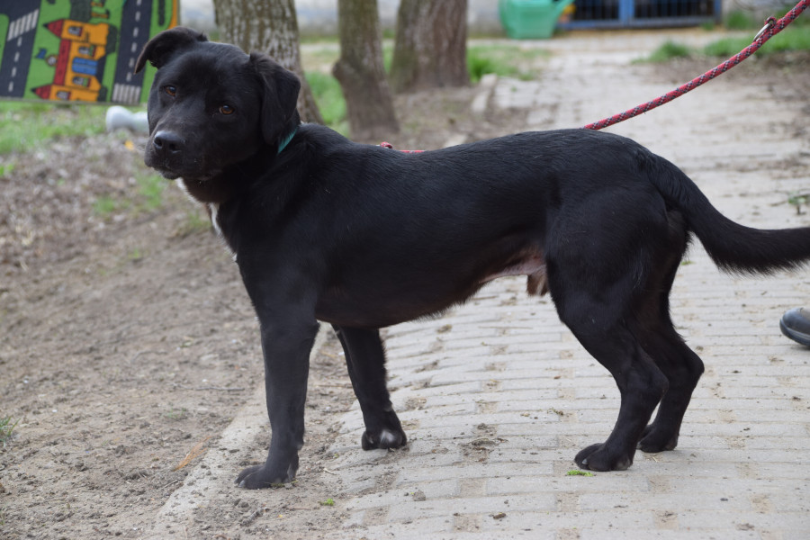 Asterix – Hund, männlich, 4 Jahre, Ungarn – zur Adoption