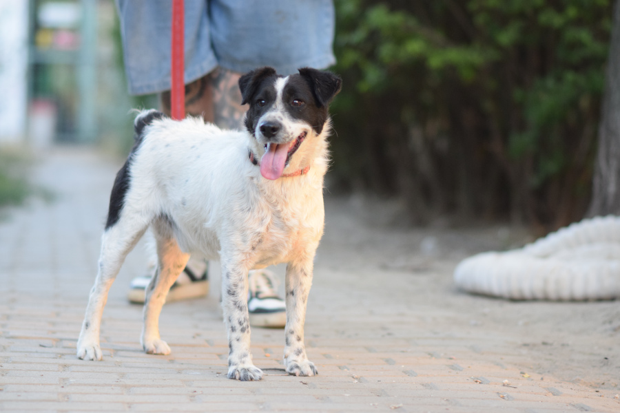 Boris – Hund, männlich, 2 Jahre, Ungarn – zur Adoption