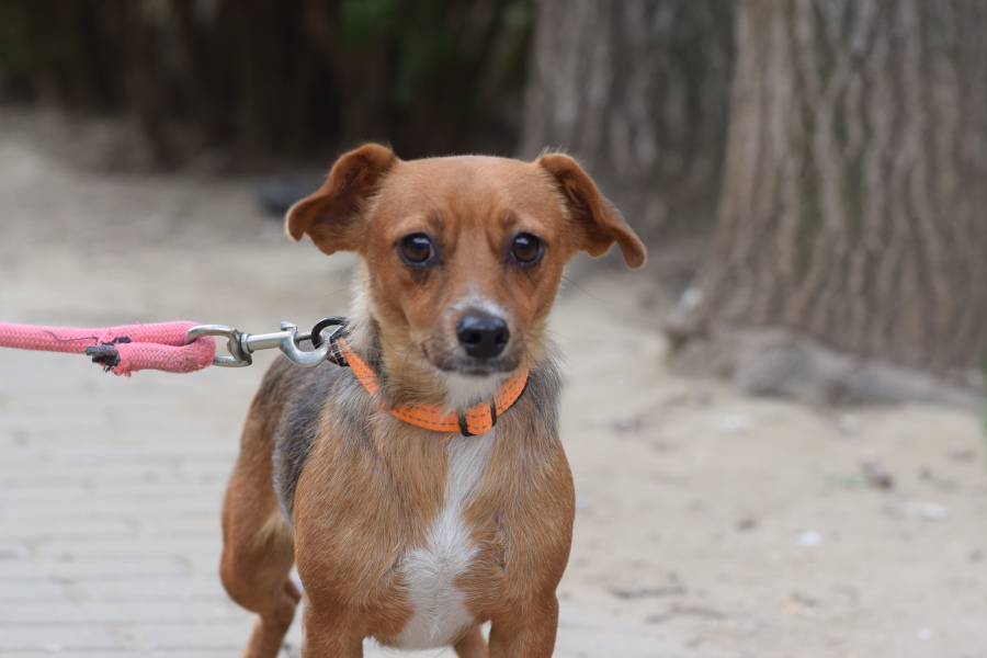 Gnocci – Hund, männlich, 1 Jahr, Ungarn – zur Adoption