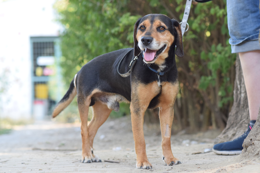Ravioli – Hund, männlich, 9 Jahre, Ungarn – zur Adoption
