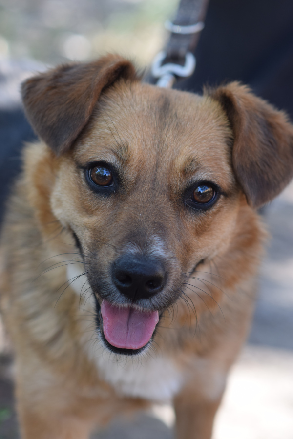 Nova